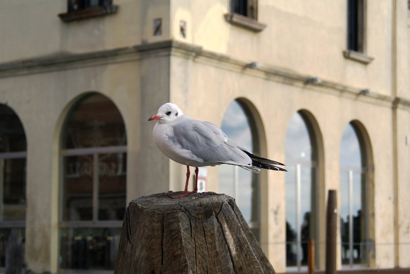 Venedig (112).JPG